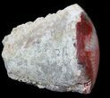 Pennsylvanian Aged Red Agatized Horn Coral - Utah #46728-1